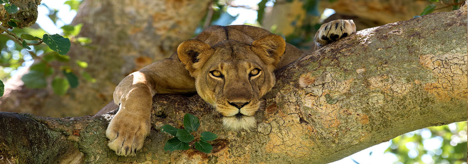 Uganda Safaris, Uganda Tours, Uganda Holidays, Africa Tours